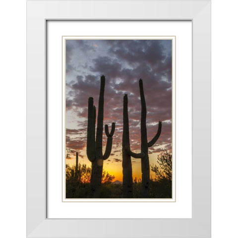 Arizona, Saguaro NP Sunset on desert landscape White Modern Wood Framed Art Print with Double Matting by Illg, Cathy and Gordon
