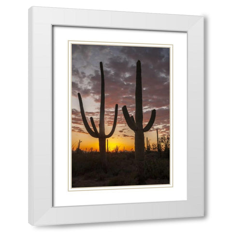 Arizona, Saguaro NP Sunset on desert landscape White Modern Wood Framed Art Print with Double Matting by Illg, Cathy and Gordon