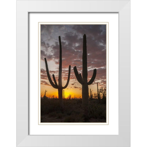 Arizona, Saguaro NP Sunset on desert landscape White Modern Wood Framed Art Print with Double Matting by Illg, Cathy and Gordon