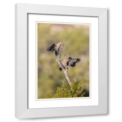 AZ, Buckeye Gila woodpeckers on cholla skeleton White Modern Wood Framed Art Print with Double Matting by Kaveney, Wendy