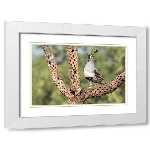 AZ, Amado Gambels quail on cholla skeleton White Modern Wood Framed Art Print with Double Matting by Kaveney, Wendy