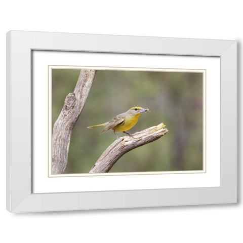AZ, Santa Rita Mts Hepatic tanager eating bee White Modern Wood Framed Art Print with Double Matting by Kaveney, Wendy