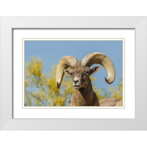 Arizona, Sonoran Desert Desert bighorn ram White Modern Wood Framed Art Print with Double Matting by Illg, Cathy and Gordon