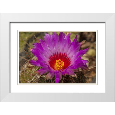 Arizona, Sonoran Desert Cactus blossom close-up White Modern Wood Framed Art Print with Double Matting by Illg, Cathy and Gordon