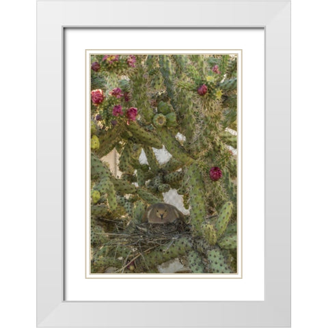 AZ, Sonoran Desert Mourning dove with chick White Modern Wood Framed Art Print with Double Matting by Illg, Cathy and Gordon
