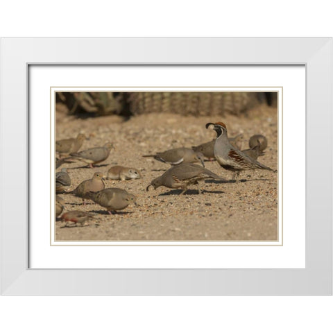 AZ, Sonoran Desert Birds and ground squirrel White Modern Wood Framed Art Print with Double Matting by Illg, Cathy and Gordon