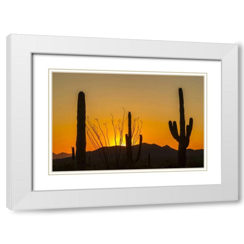 Arizona, Saguaro NP Sunset on desert landscape White Modern Wood Framed Art Print with Double Matting by Illg, Cathy and Gordon