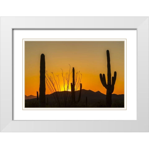 Arizona, Saguaro NP Sunset on desert landscape White Modern Wood Framed Art Print with Double Matting by Illg, Cathy and Gordon