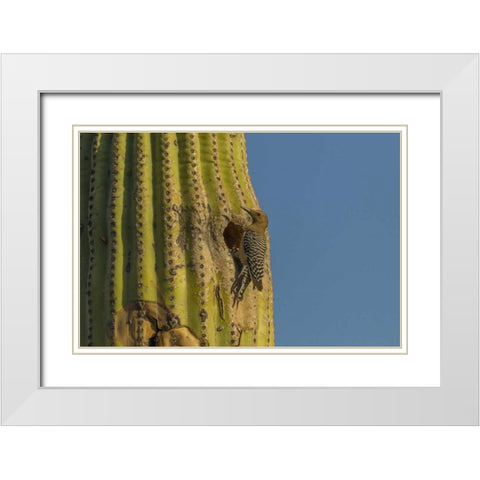 AZ, Sonoran Desert Gila woodpecker at nest hole White Modern Wood Framed Art Print with Double Matting by Illg, Cathy and Gordon