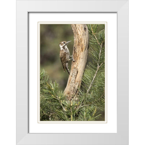 AZ, Santa Rita Mts, AZ, woodpecker on tree trunk White Modern Wood Framed Art Print with Double Matting by Kaveney, Wendy