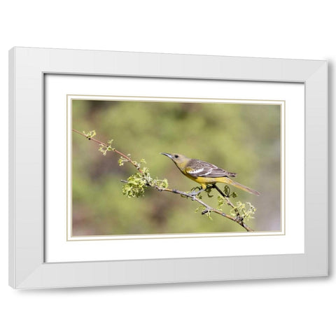 AZ, Santa Rita Mts Female Scotts oriole on tree White Modern Wood Framed Art Print with Double Matting by Kaveney, Wendy