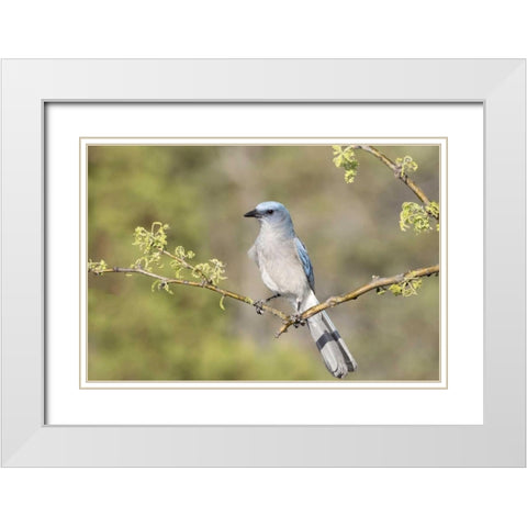 AZ, Santa Rita Mts Mexican jay perched on branch White Modern Wood Framed Art Print with Double Matting by Kaveney, Wendy