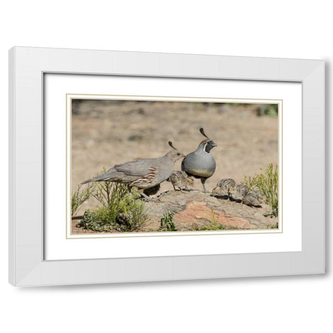 AZ, Amado Gambels quail with chicks White Modern Wood Framed Art Print with Double Matting by Kaveney, Wendy