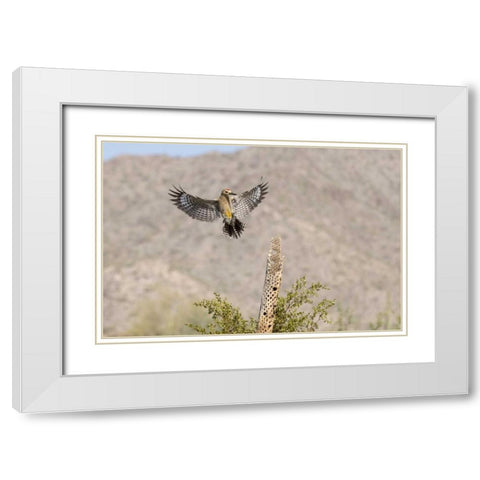 AZ, Buckeye Gila woodpecker on cholla skeleton White Modern Wood Framed Art Print with Double Matting by Kaveney, Wendy