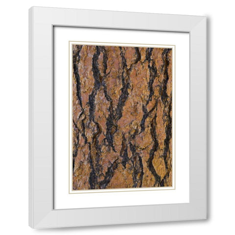 Arizona, Grand Canyon NP Ponderosa pine bark White Modern Wood Framed Art Print with Double Matting by Delisle, Gilles