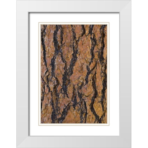 Arizona, Grand Canyon NP Ponderosa pine bark White Modern Wood Framed Art Print with Double Matting by Delisle, Gilles