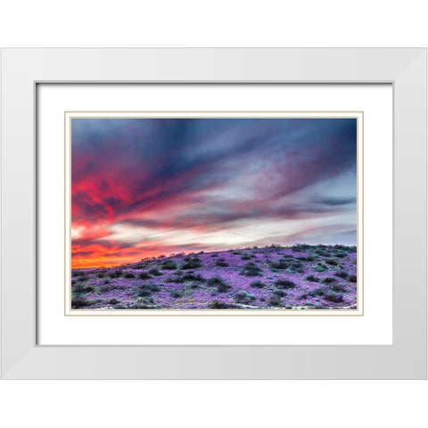 Arizona-Globe-Round Mountain Park-Sunset on desert super bloom White Modern Wood Framed Art Print with Double Matting by Jaynes Gallery