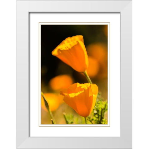 Arizona-Peridot Mesa California poppies in bloom White Modern Wood Framed Art Print with Double Matting by Jaynes Gallery
