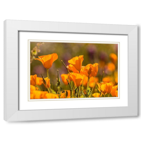 Arizona-Peridot Mesa California poppies in bloom White Modern Wood Framed Art Print with Double Matting by Jaynes Gallery