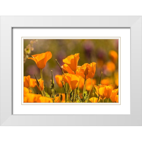 Arizona-Peridot Mesa California poppies in bloom White Modern Wood Framed Art Print with Double Matting by Jaynes Gallery