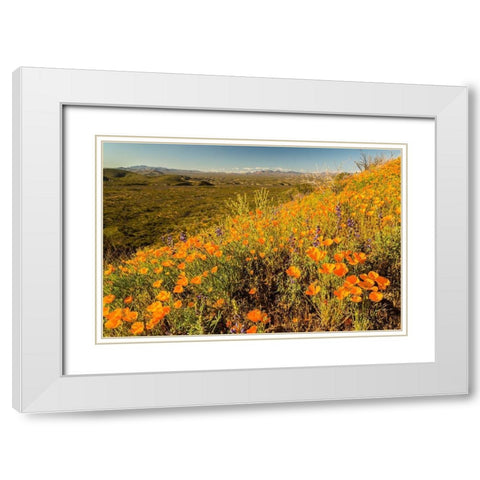 Arizona-Peridot Mesa California poppies in bloom White Modern Wood Framed Art Print with Double Matting by Jaynes Gallery