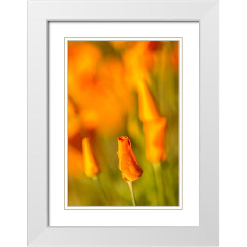 Arizona-Peridot Mesa California poppies in bloom White Modern Wood Framed Art Print with Double Matting by Jaynes Gallery