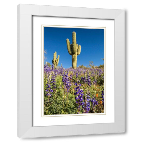 Arizona-Peridot Mesa Saguaro cactus and lupine flowers White Modern Wood Framed Art Print with Double Matting by Jaynes Gallery