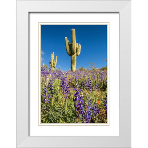 Arizona-Peridot Mesa Saguaro cactus and lupine flowers White Modern Wood Framed Art Print with Double Matting by Jaynes Gallery