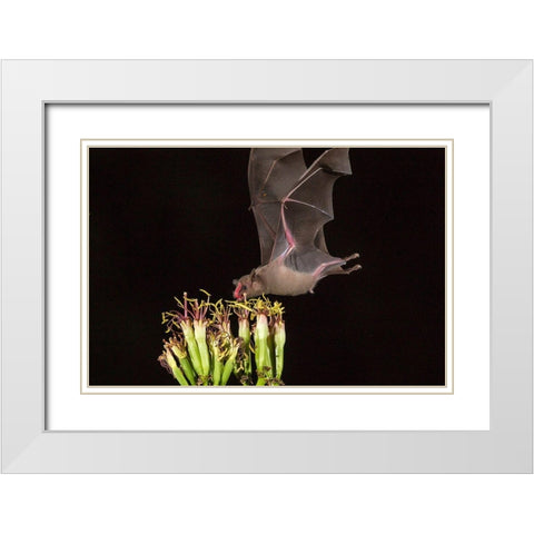 Arizona-Santa Cruz County Bat feeds on yucca nectar  White Modern Wood Framed Art Print with Double Matting by Jaynes Gallery