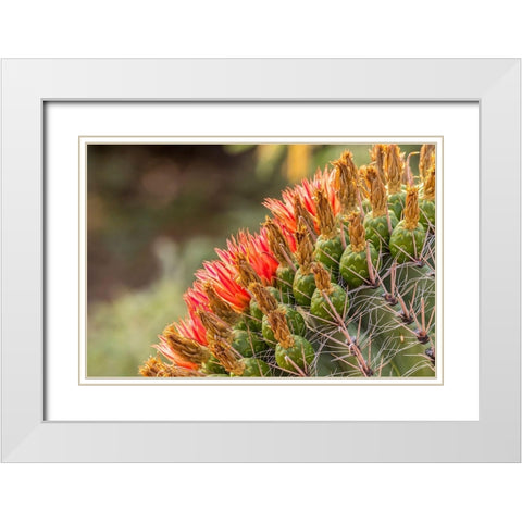 Arizona-Santa Cruz County Barrel cactus blossoms close-up  White Modern Wood Framed Art Print with Double Matting by Jaynes Gallery