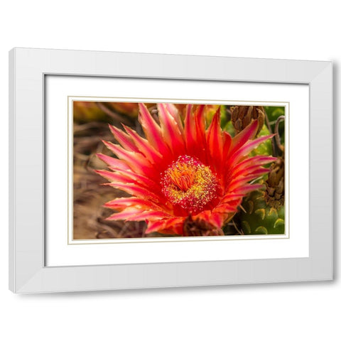 Arizona-Santa Cruz County Barrel cactus blossom and close-up  White Modern Wood Framed Art Print with Double Matting by Jaynes Gallery