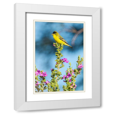 Arizona-Santa Cruz County Lesser goldfinch on flower  White Modern Wood Framed Art Print with Double Matting by Jaynes Gallery