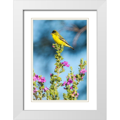 Arizona-Santa Cruz County Lesser goldfinch on flower  White Modern Wood Framed Art Print with Double Matting by Jaynes Gallery