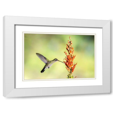 Arizona-Santa Cruz County Broad-billed hummingbird feeding on ocotillo blossoms  White Modern Wood Framed Art Print with Double Matting by Jaynes Gallery