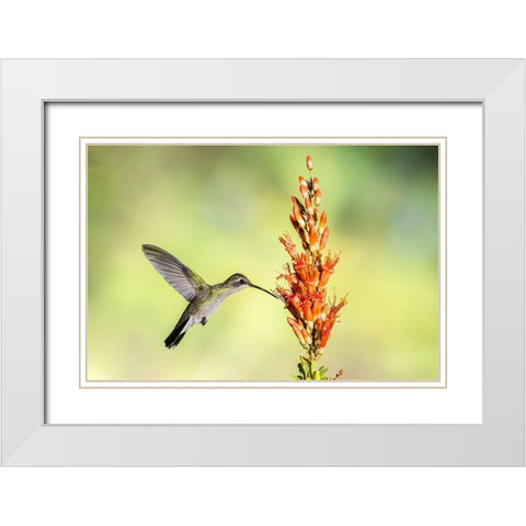 Arizona-Santa Cruz County Broad-billed hummingbird feeding on ocotillo blossoms  White Modern Wood Framed Art Print with Double Matting by Jaynes Gallery