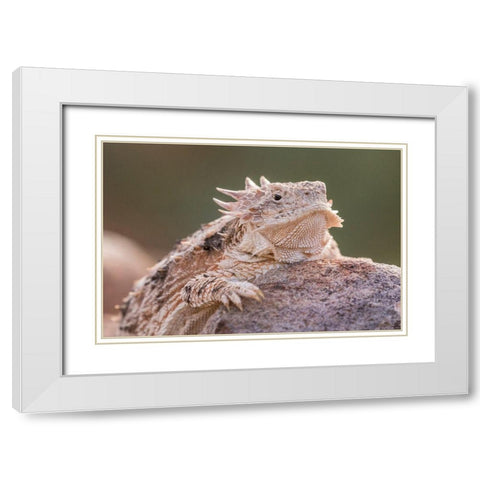 Arizona-Santa Cruz County Regal horned lizard on rock  White Modern Wood Framed Art Print with Double Matting by Jaynes Gallery