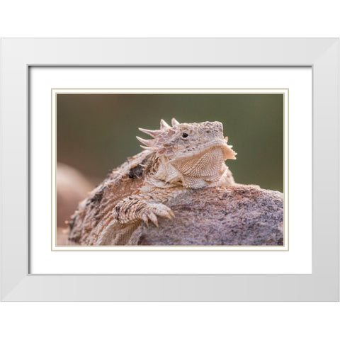 Arizona-Santa Cruz County Regal horned lizard on rock  White Modern Wood Framed Art Print with Double Matting by Jaynes Gallery