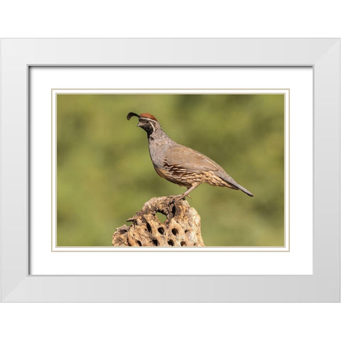 Arizona-Santa Cruz County Male Gambels quail on cactus skeleton  White Modern Wood Framed Art Print with Double Matting by Jaynes Gallery