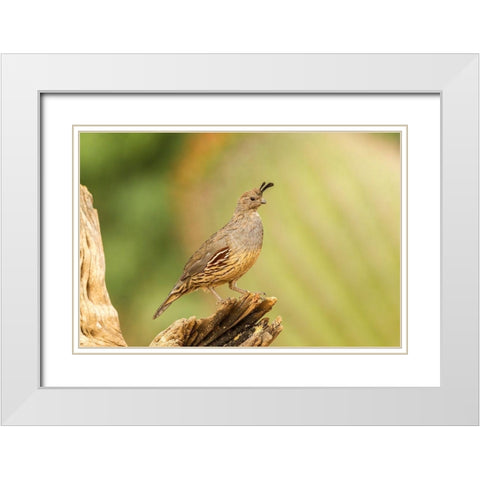 Arizona-Santa Cruz County Gambels quail female on stump  White Modern Wood Framed Art Print with Double Matting by Jaynes Gallery