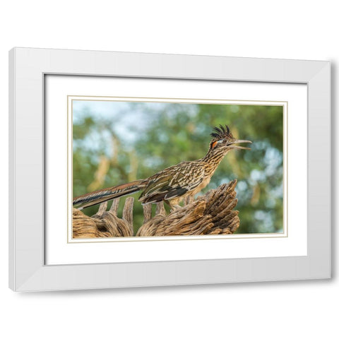 Arizona-Santa Cruz County Roadrunner on stump  White Modern Wood Framed Art Print with Double Matting by Jaynes Gallery
