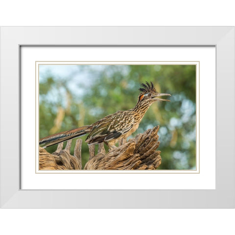 Arizona-Santa Cruz County Roadrunner on stump  White Modern Wood Framed Art Print with Double Matting by Jaynes Gallery