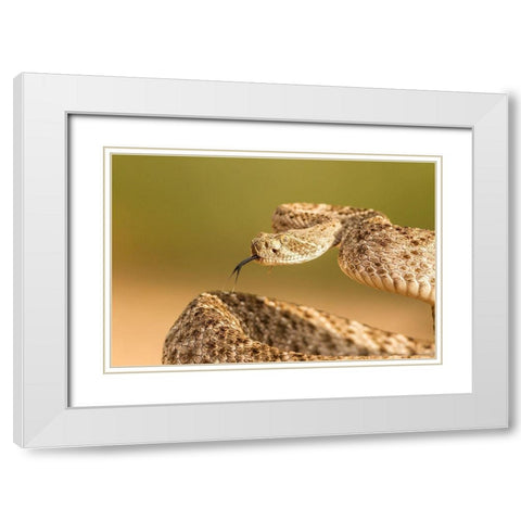 Arizona-Santa Cruz County Close-up of coiled western diamondback rattlesnake  White Modern Wood Framed Art Print with Double Matting by Jaynes Gallery
