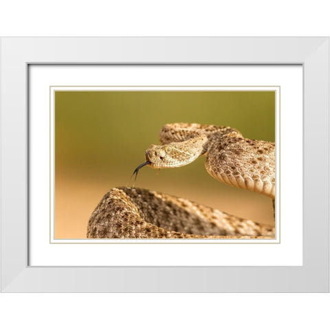 Arizona-Santa Cruz County Close-up of coiled western diamondback rattlesnake  White Modern Wood Framed Art Print with Double Matting by Jaynes Gallery