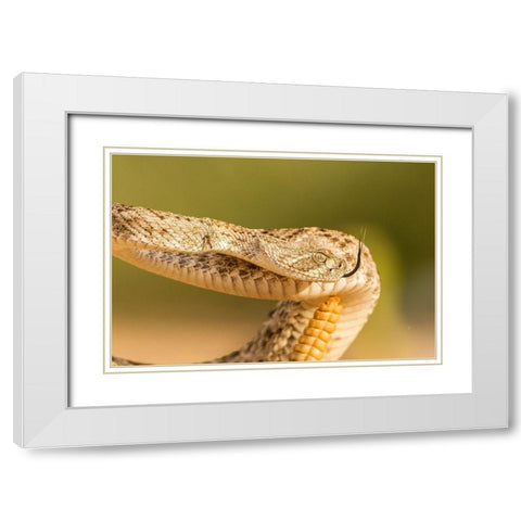 Arizona-Santa Cruz County Close-up of coiled western diamondback rattlesnake  White Modern Wood Framed Art Print with Double Matting by Jaynes Gallery