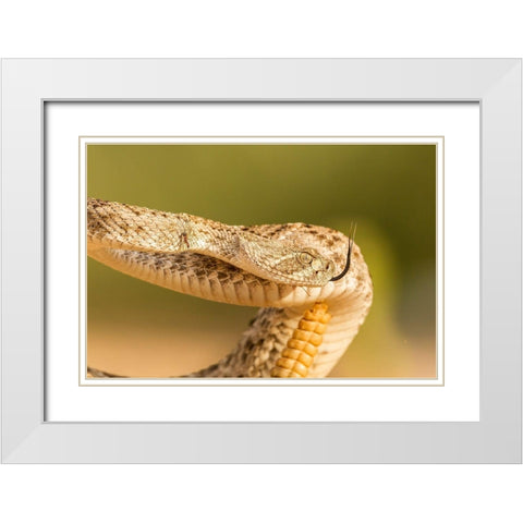 Arizona-Santa Cruz County Close-up of coiled western diamondback rattlesnake  White Modern Wood Framed Art Print with Double Matting by Jaynes Gallery