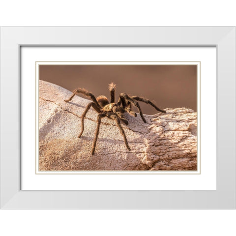Arizona-Santa Cruz County Close-up of tarantula  White Modern Wood Framed Art Print with Double Matting by Jaynes Gallery