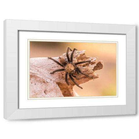 Arizona-Santa Cruz County Close-up of tarantula  White Modern Wood Framed Art Print with Double Matting by Jaynes Gallery