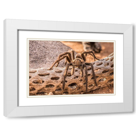 Arizona-Santa Cruz County Close-up of tarantula  White Modern Wood Framed Art Print with Double Matting by Jaynes Gallery