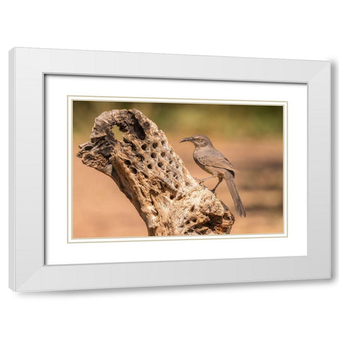 Arizona-Santa Cruz County Curve-billed thrasher feeding  White Modern Wood Framed Art Print with Double Matting by Jaynes Gallery