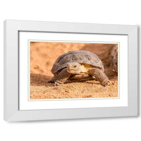 Arizona-Santa Cruz County Young desert tortoise captive  White Modern Wood Framed Art Print with Double Matting by Jaynes Gallery